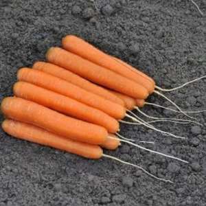 Ексельсо F1 - морква, 100 000 насінин, калібровані, Nickerson Zwaan фото, цiна
